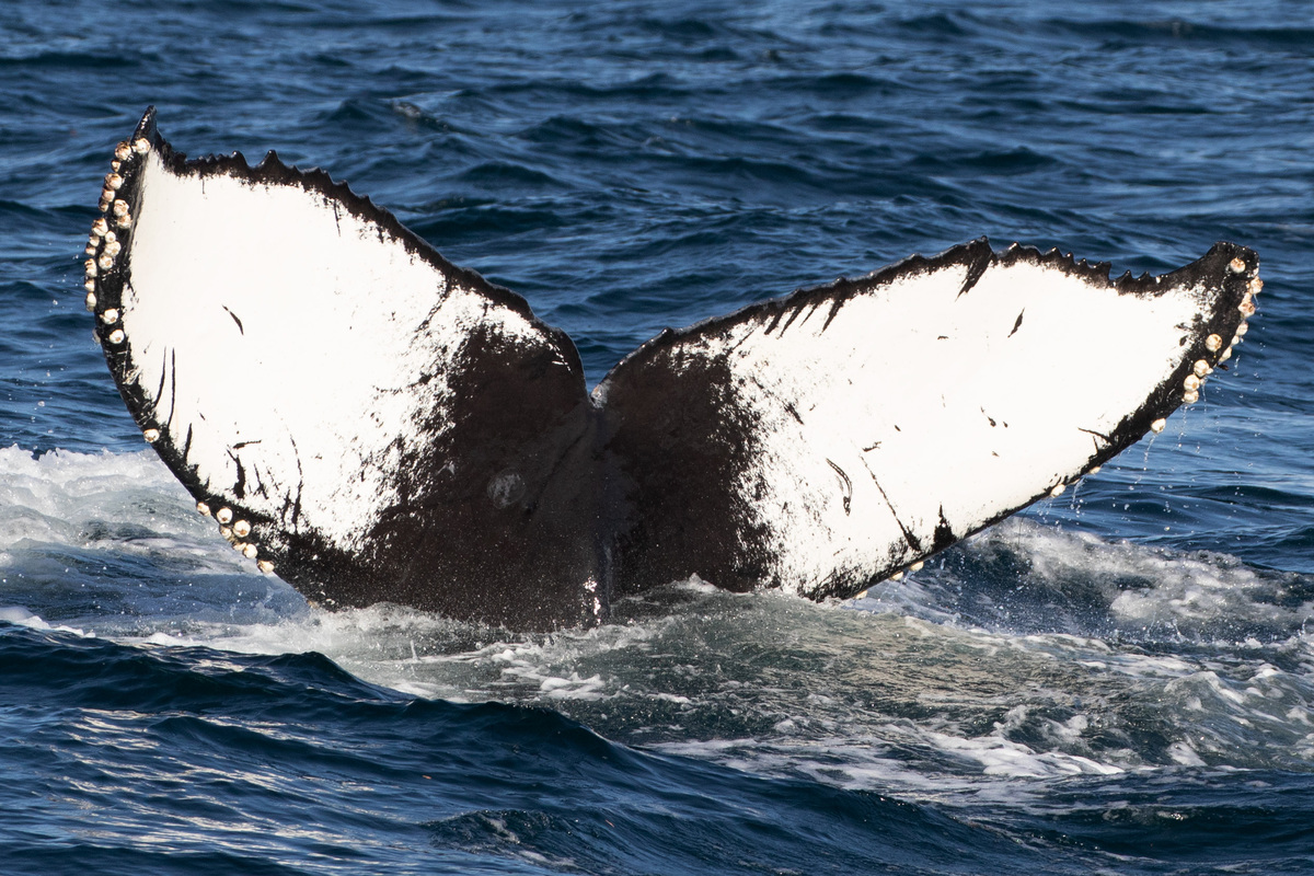Fluke of Willy (Nicaragua)