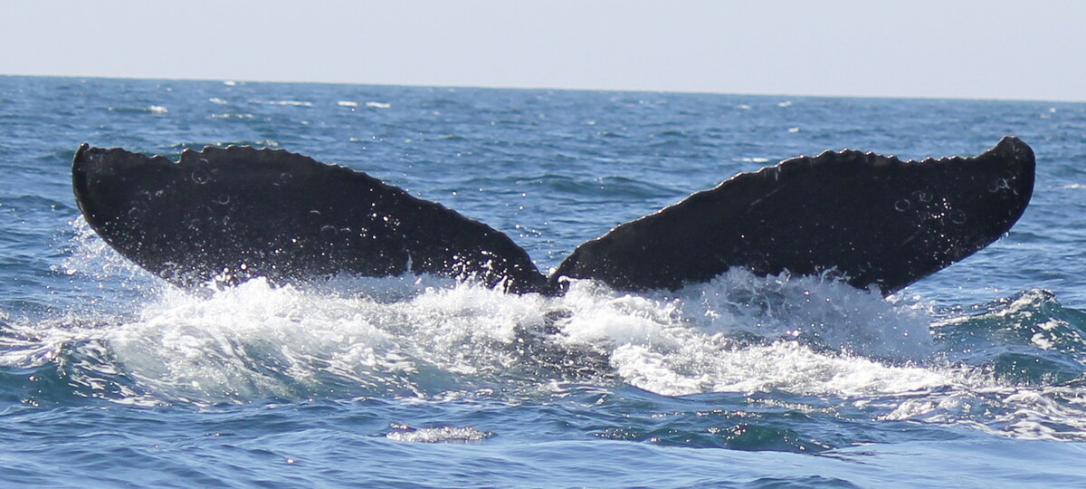 Fluke of CRC-11131