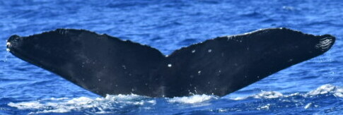 Fluke of Fidelity (BC)