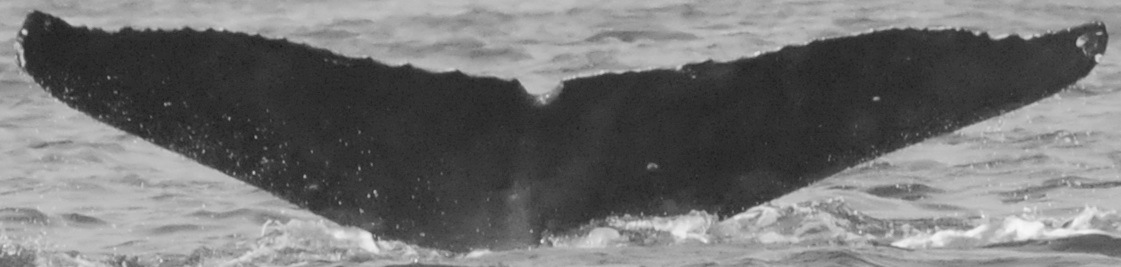 Fluke of CRC-15513