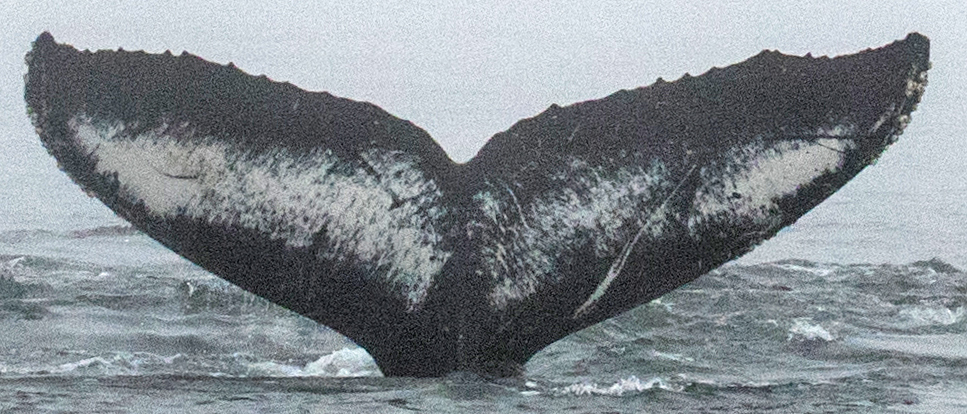 Fluke of CRC-15584