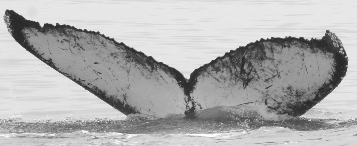 Fluke of CRC-16083