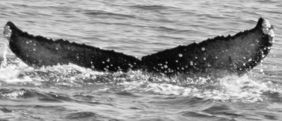 Fluke of Selly (California)