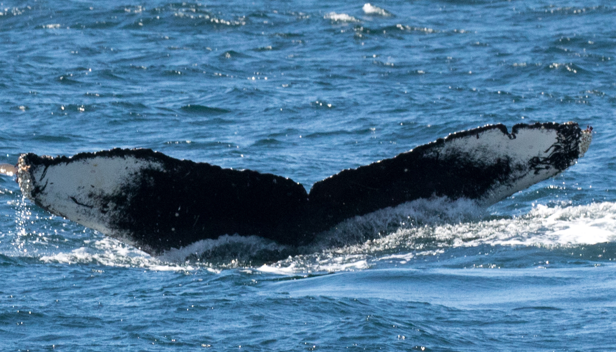 Fluke of CRC-16474