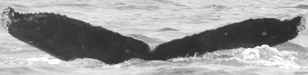Fluke of CRC-11914