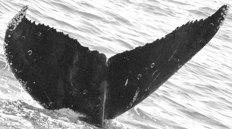 Fluke of CRC-15589