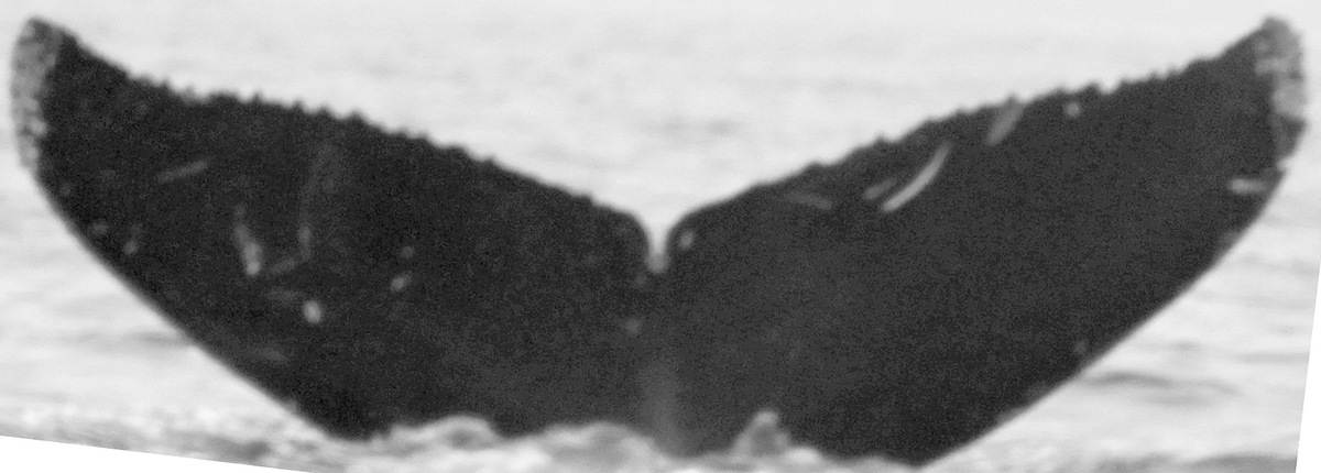 Fluke of CRC-15414