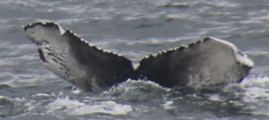 Fluke of McFly (SE Alaska)