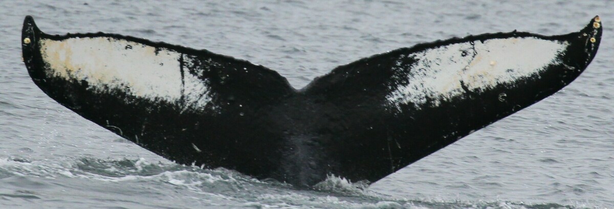 Fluke of Otis (Southeast Alaska)