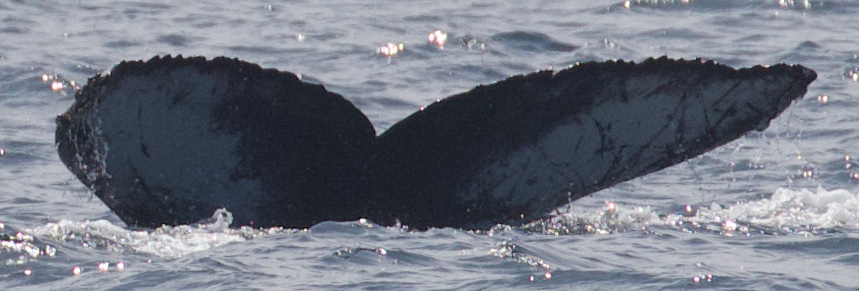 Fluke of CRC-19903