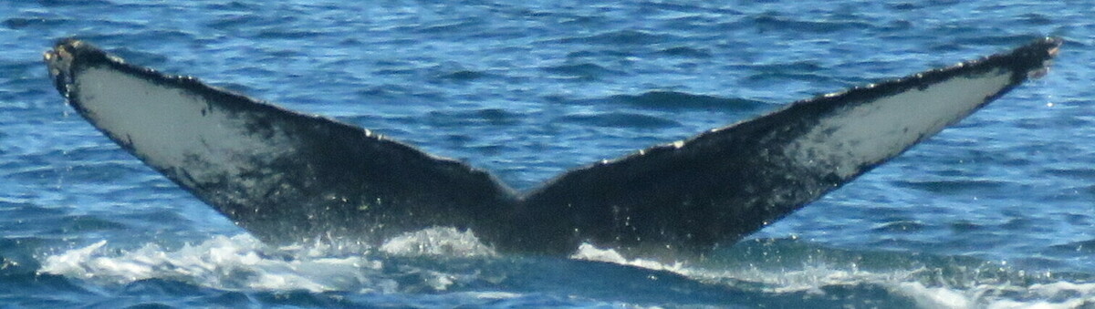 Fluke of CRC-30059