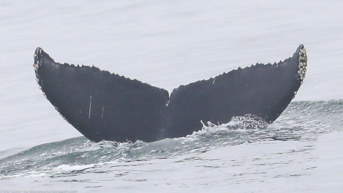Fluke of 2021 calf of Momster (California)