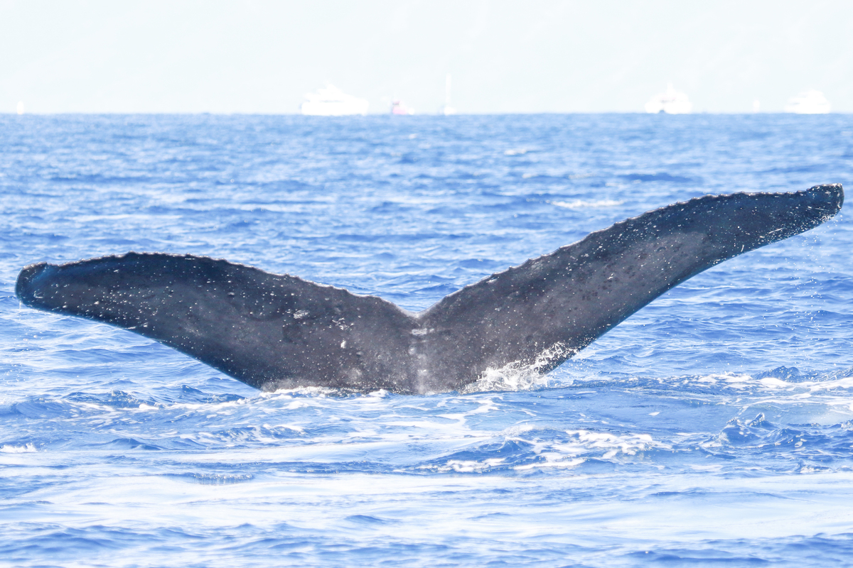 Fluke of HI21_0032