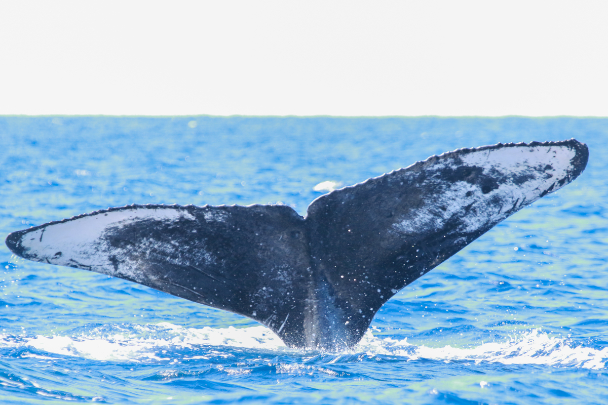 Fluke of HI21_0034