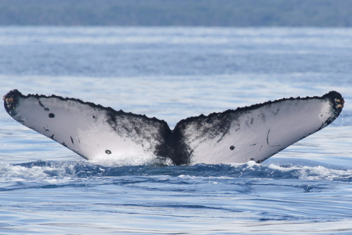Fluke of HI21_0067