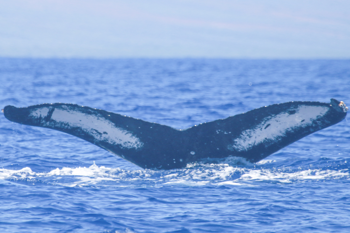 Fluke of HI21_0123