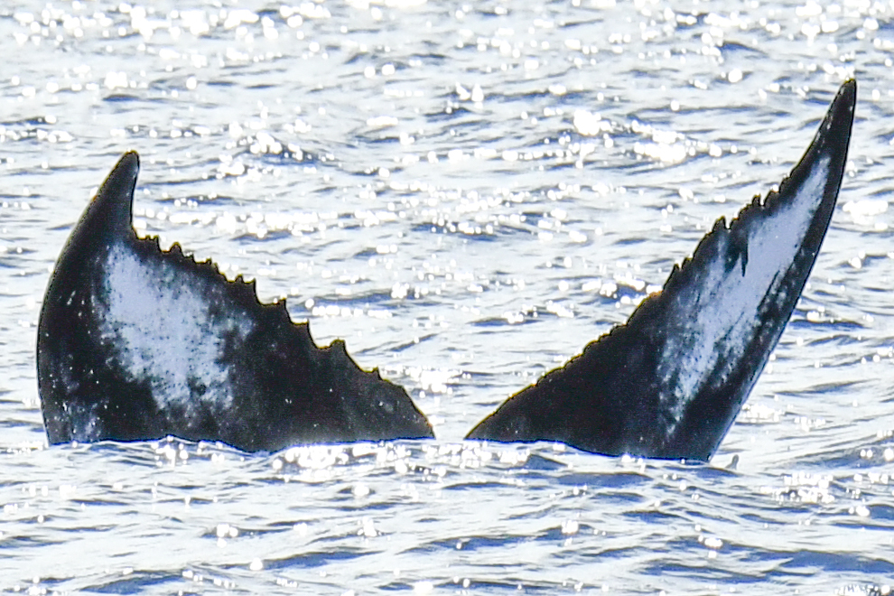 Fluke of HI21_0018