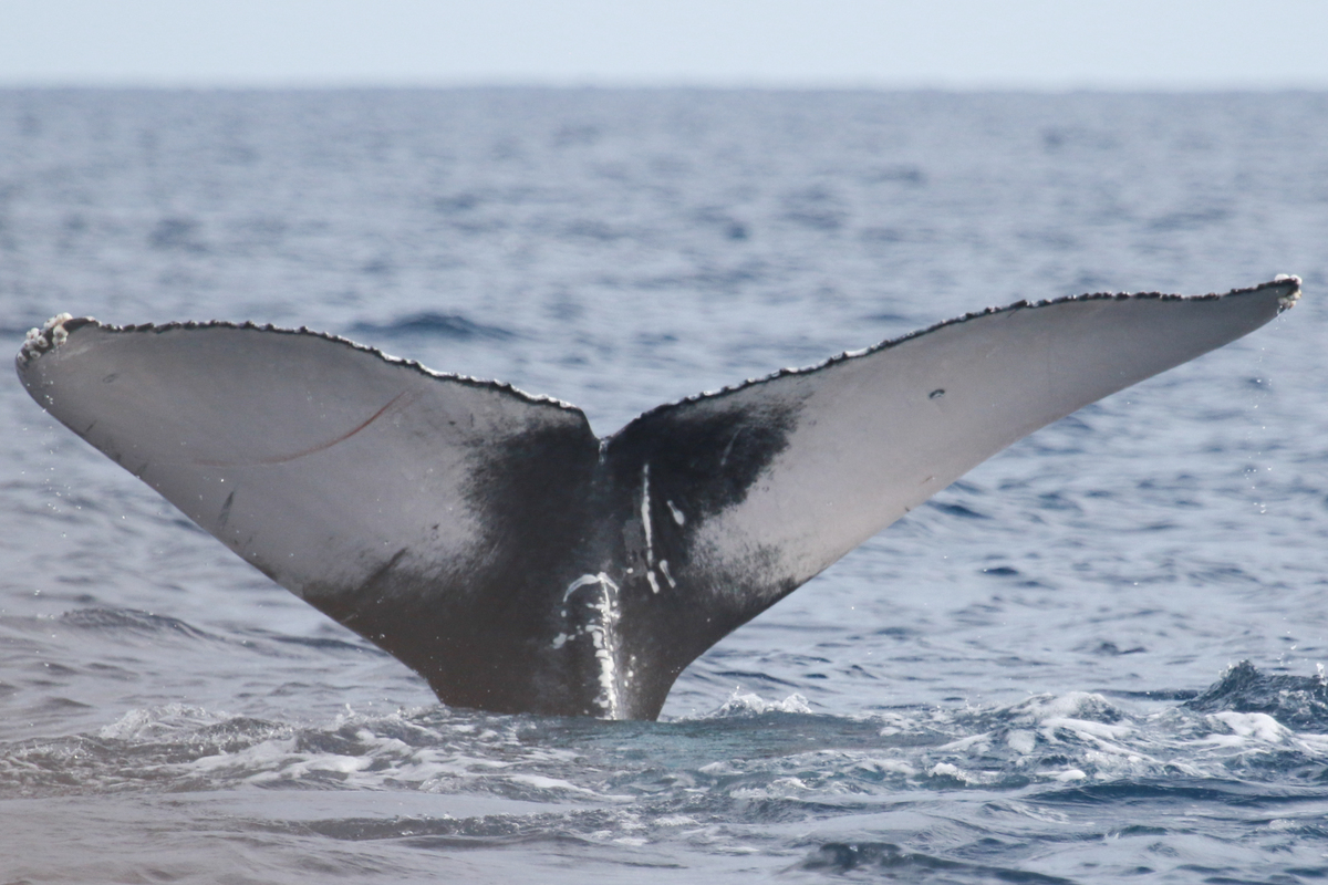 Fluke of HI21_0006