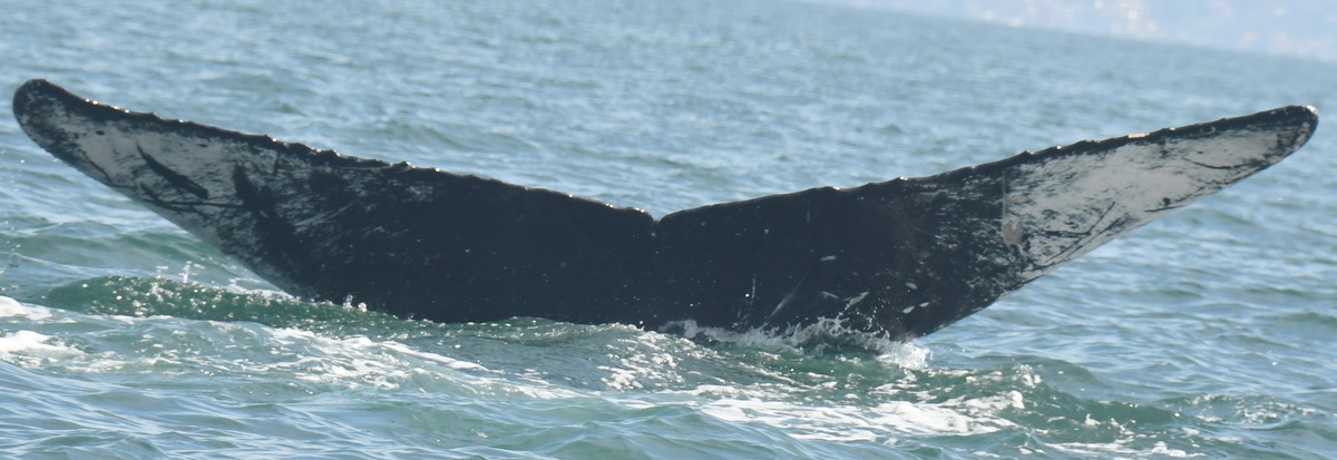 Fluke of CRC-19721