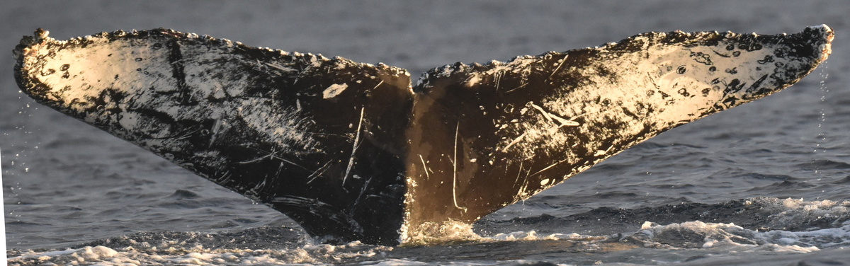 Fluke of FIBB-3BB527