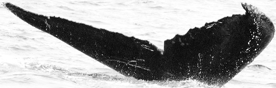 Fluke of CRC-10074