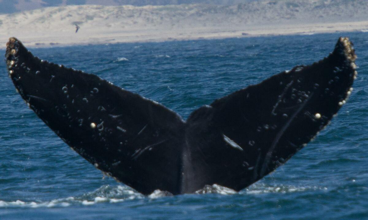 Fluke of CRC-15095