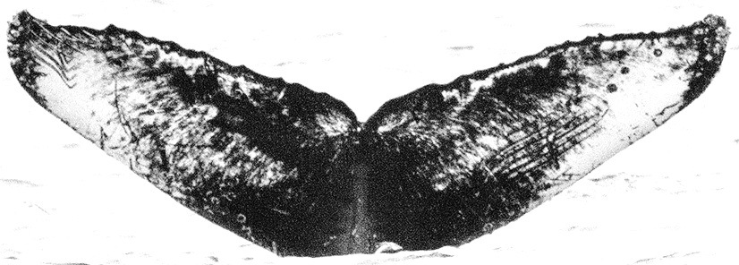 Fluke of Checkmarks (California)