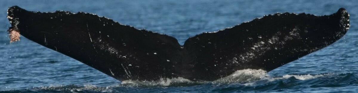 Fluke of Raptor (Salish Sea)