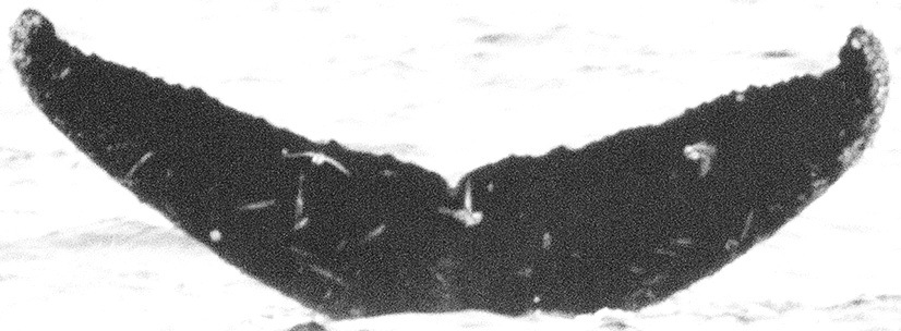 Fluke of Chromosome (California)