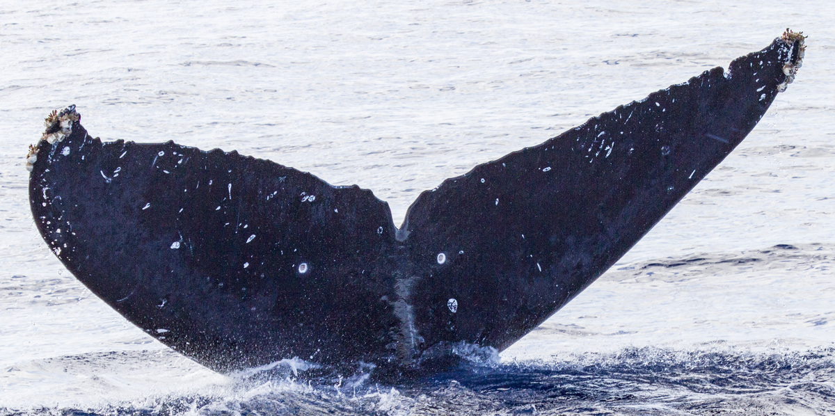 Fluke of Bullet (Salish Sea)