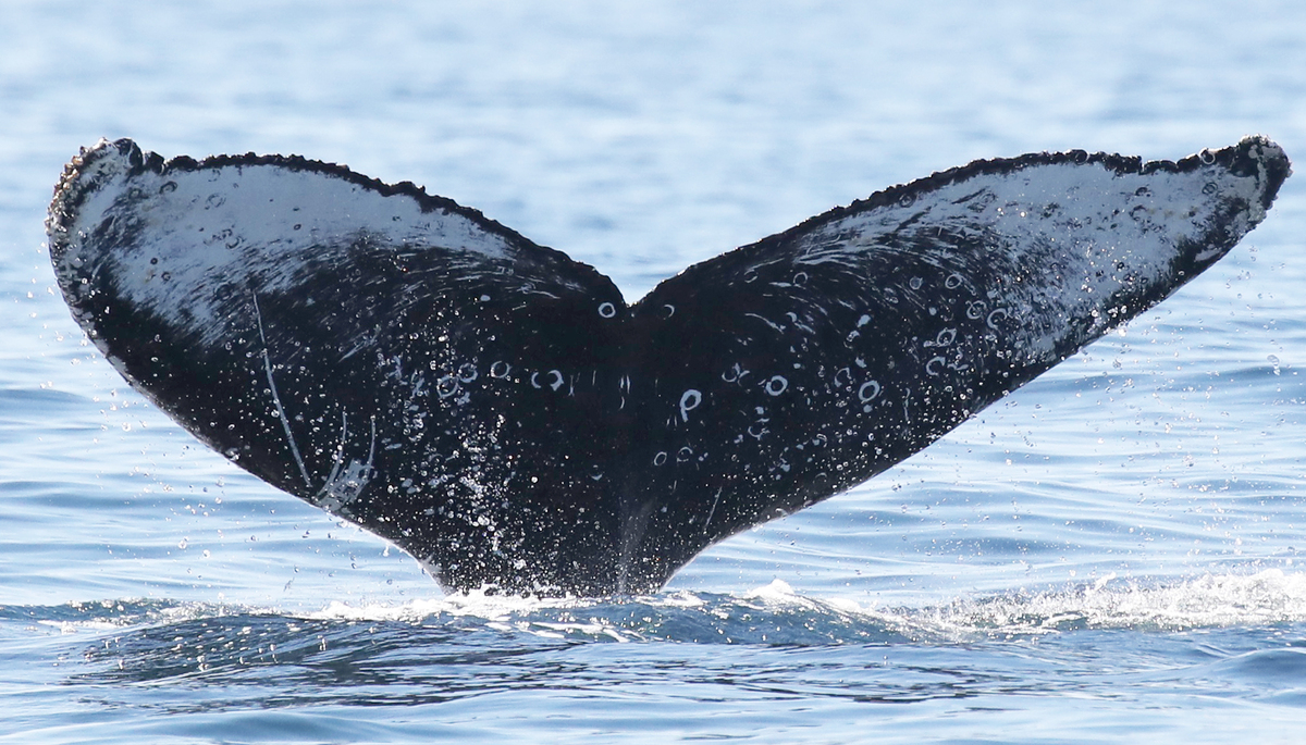 Fluke of Pearl (California)