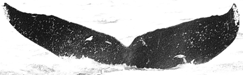 Fluke of CRC-15726