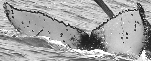 Fluke of Anchor (Bling pod)
