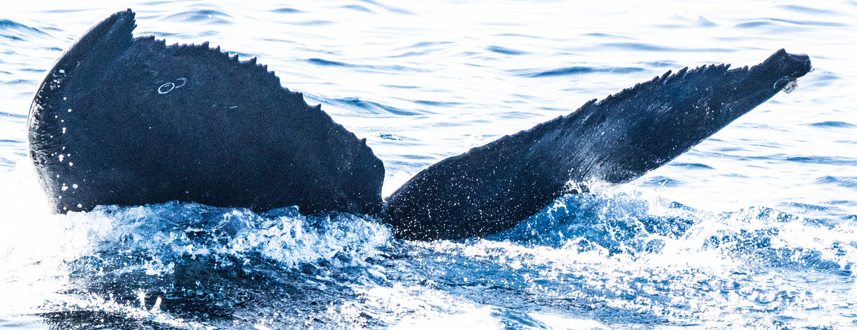 Fluke of HW-MN0443385
