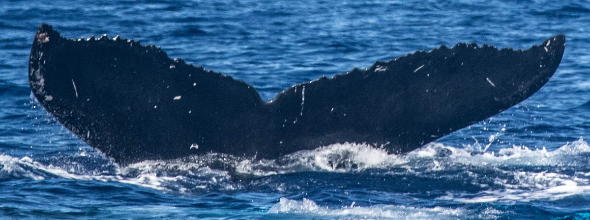 Fluke of HW-MN0443391