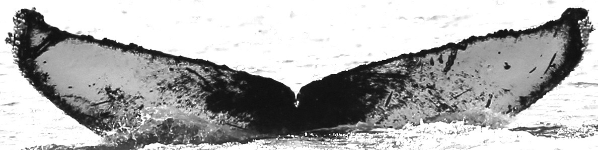 Fluke of CRC-16028