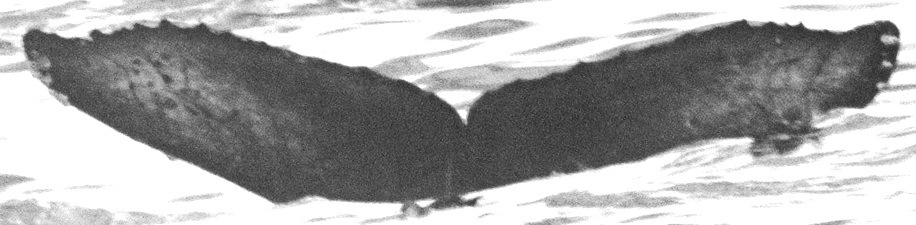 Fluke of CRC-16040