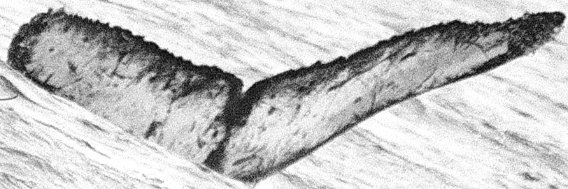 Fluke of Halo (TMMC)