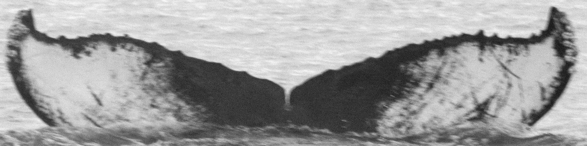 Fluke of CRC-16114