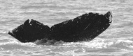 Fluke of Zorro (Salish Sea)
