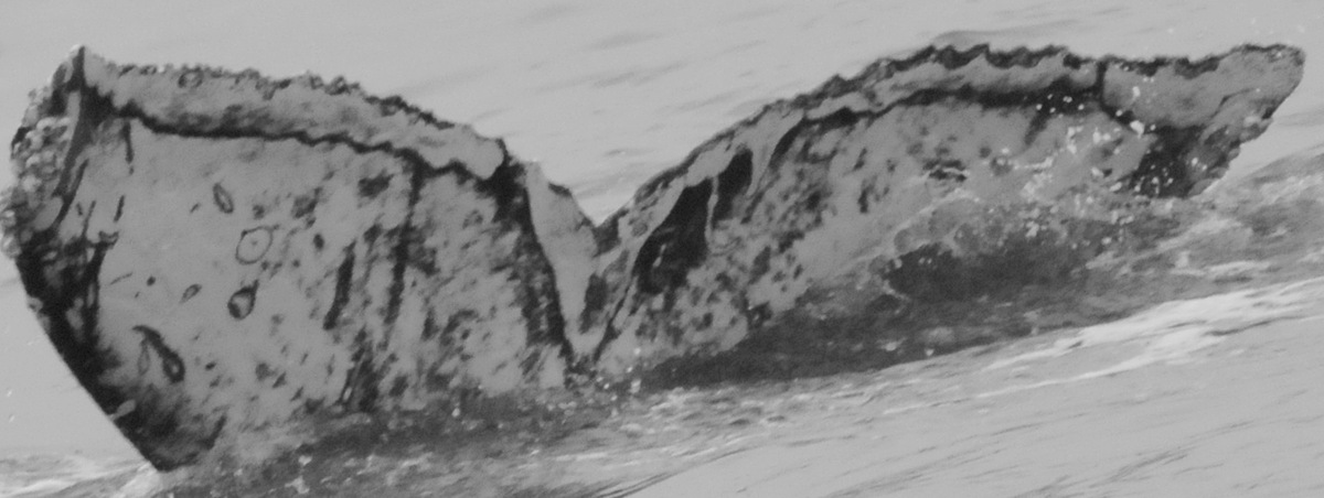 Fluke of Caspian/Tattoo (Salish Sea)