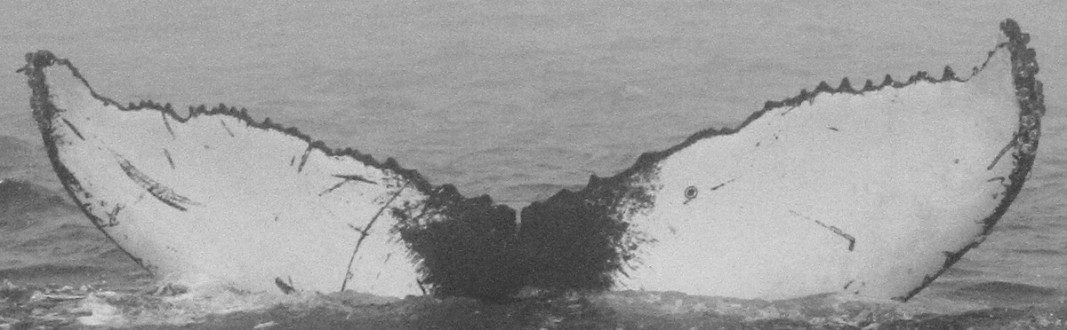 Fluke of CRC-15793