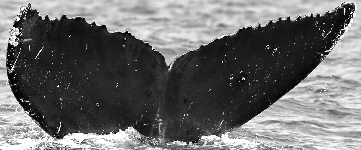 Fluke of CRC-15948