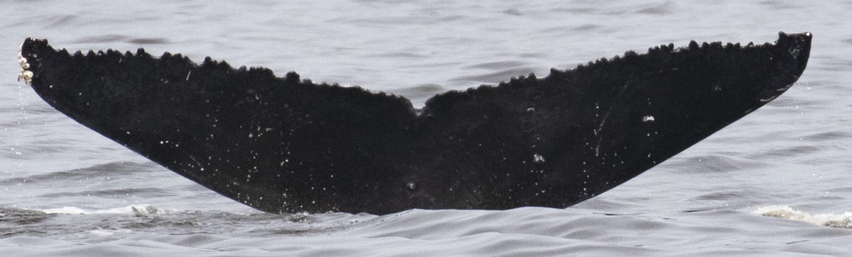 Fluke of Crosscut (British Columbia)