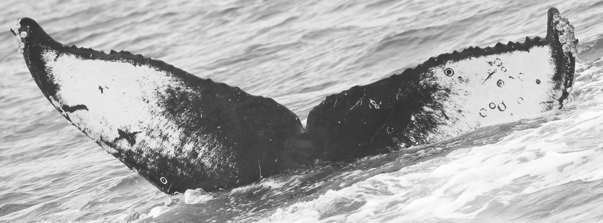 Fluke of CRC-15841