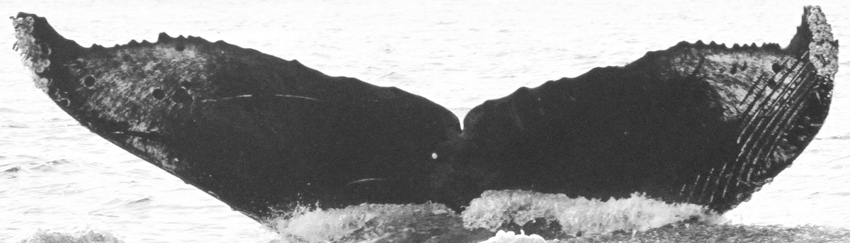 Fluke of CRC-16060