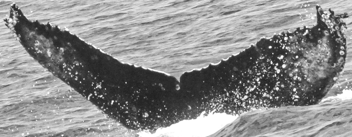 Fluke of CRC-16110
