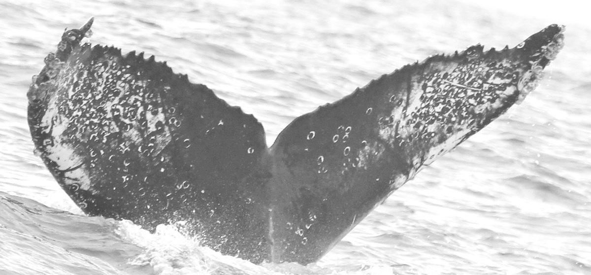 Fluke of CRC-15844