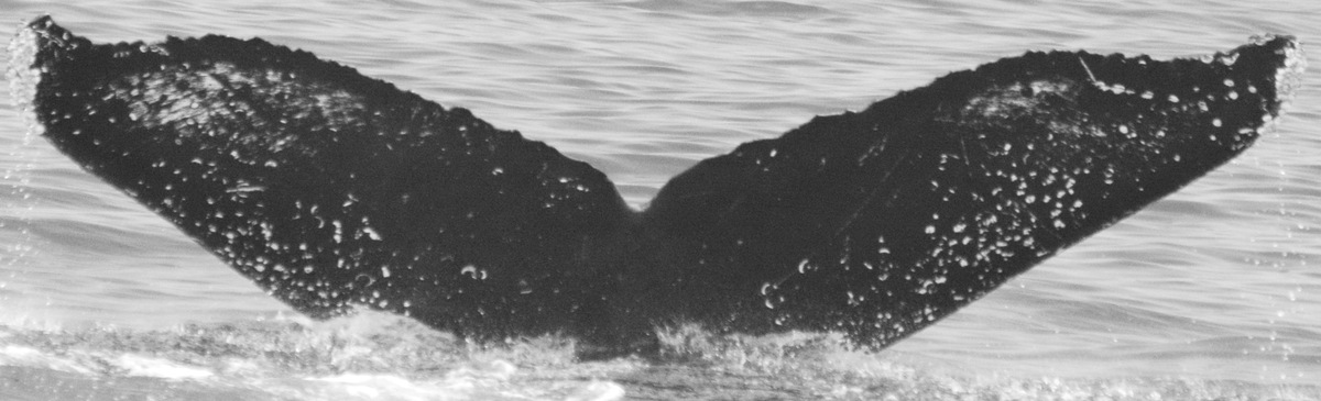Fluke of Trident (Salish Sea)