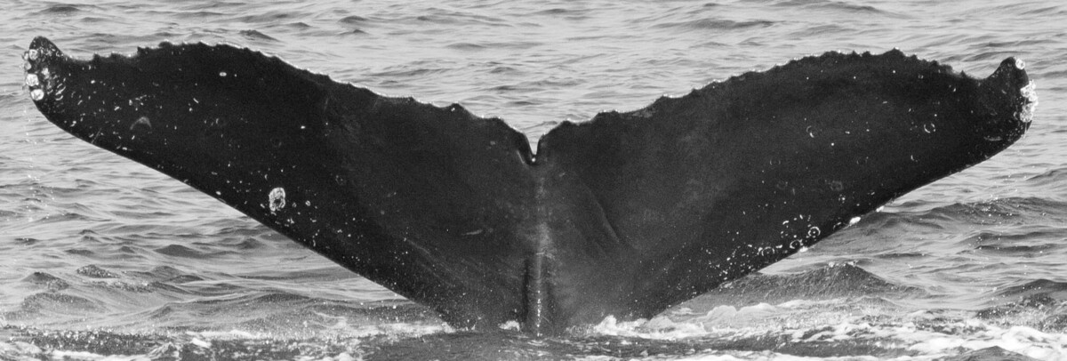 Fluke of CRC-16065